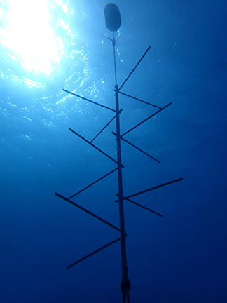 coral3