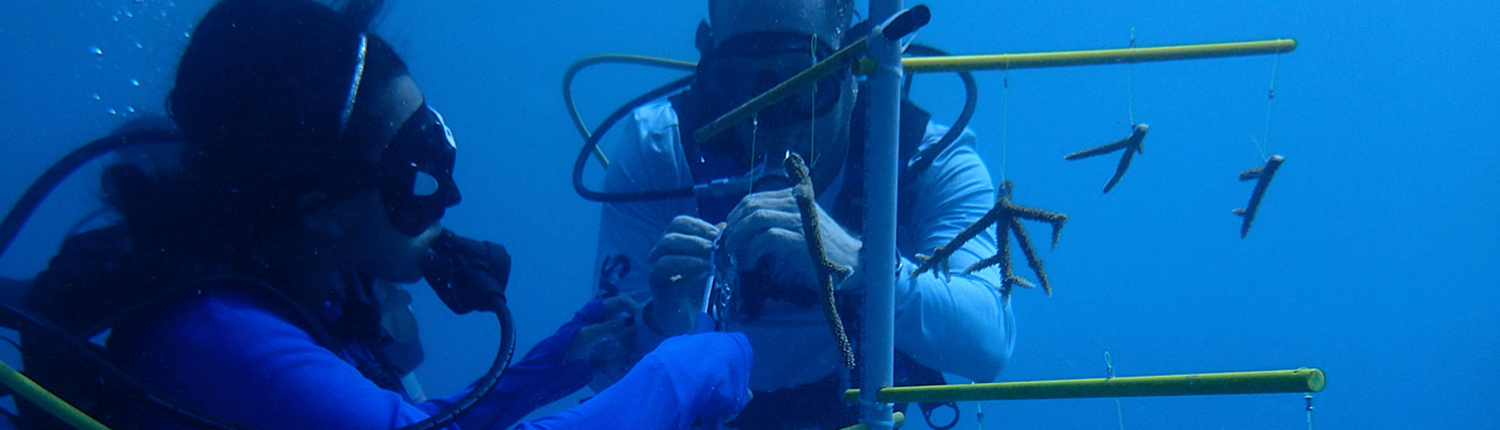 Coral Restoration Coral Restoration
